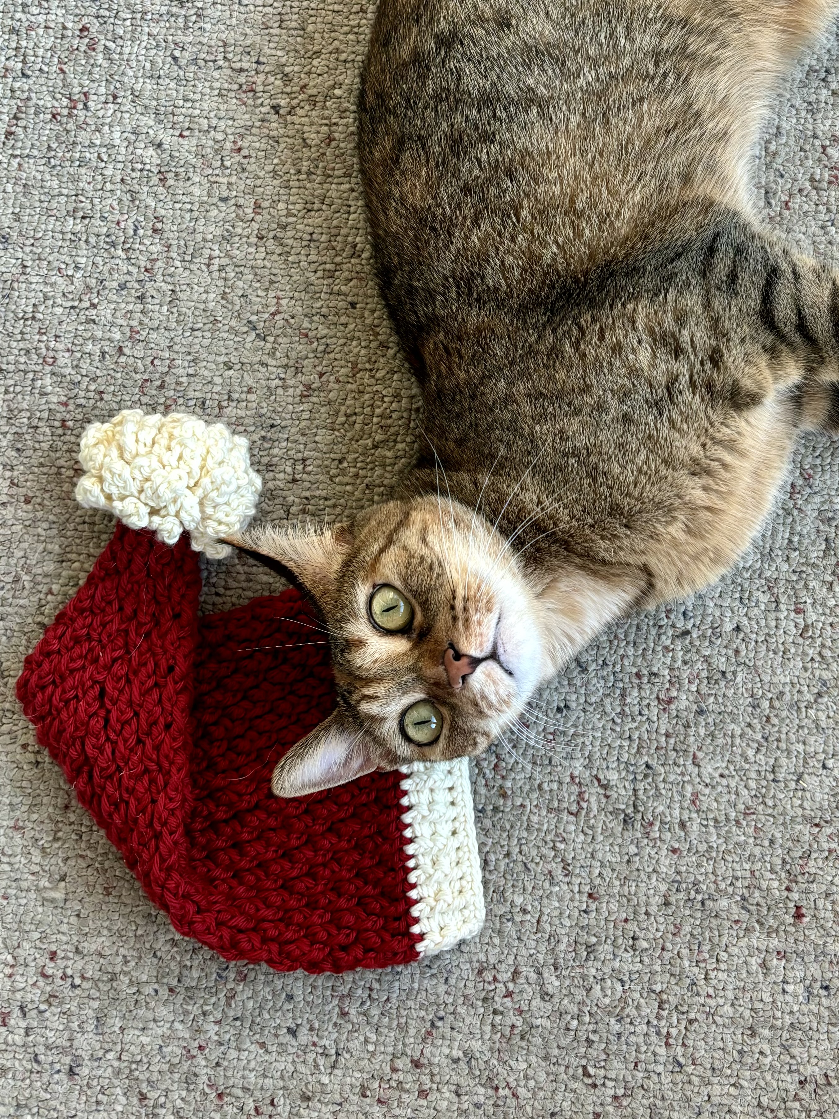 cat with crochet baby santa hat