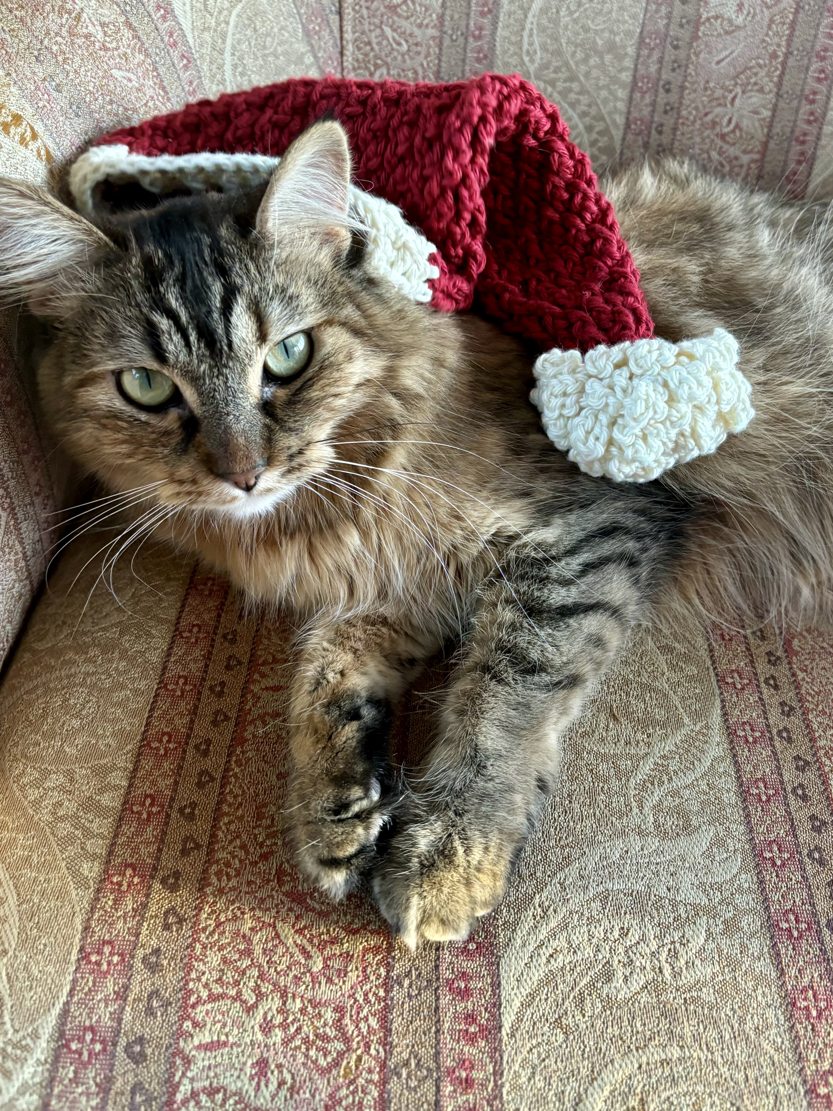 cat wearing crochet baby santa hat